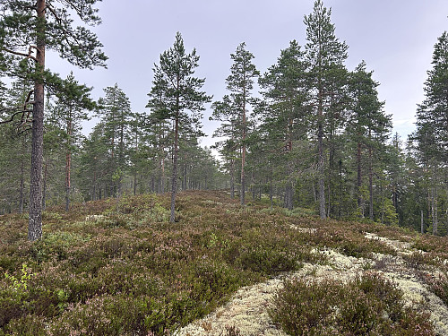 Østre Gubbetjennsberget 464 moh