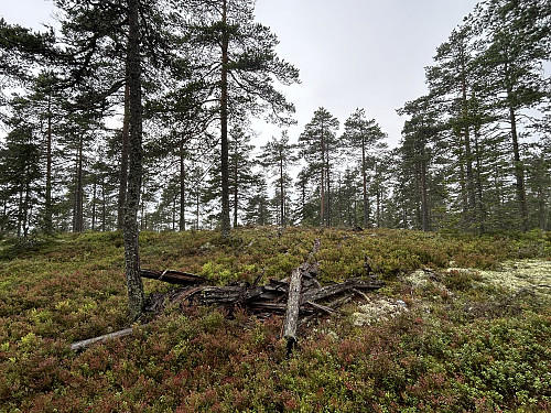 Rester etter trigpunktstolpe på Noppi 