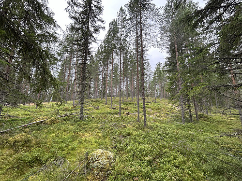 Bendiksberget i Kongsvinger