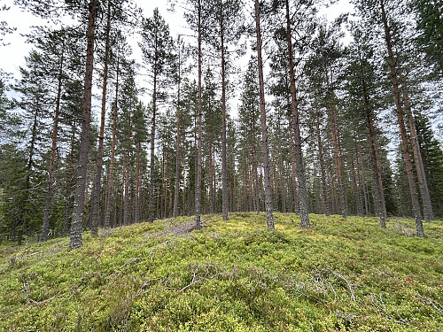 Bendiksberget i Kongsvinger