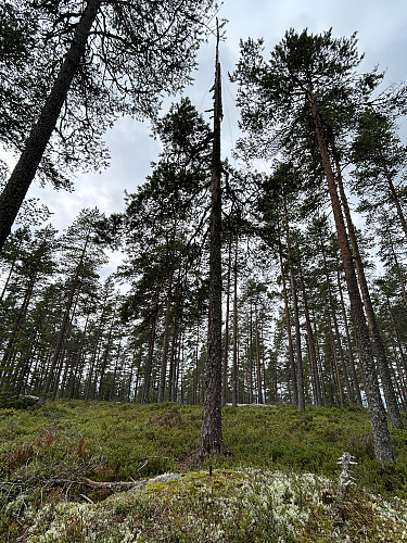 Rester etter trigpunktstolpe på Skrivilberget