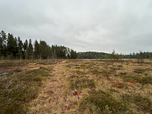 Stort myrområde vest for riksrøys 62