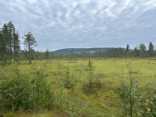 Myrområdet NØ for veien retning Nyhus.