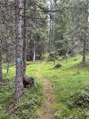 Merket sti retning Vardeberget