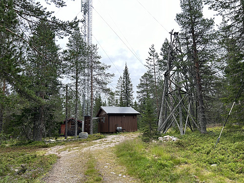 Toppkollen med trigpunkttårnet som lener seg inntil nabotreet.