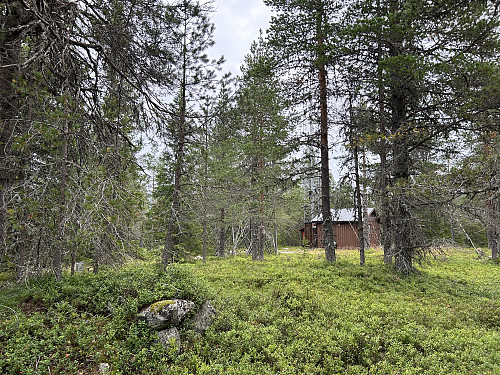 Toppunktet ligger litt lenger inn i skogen.