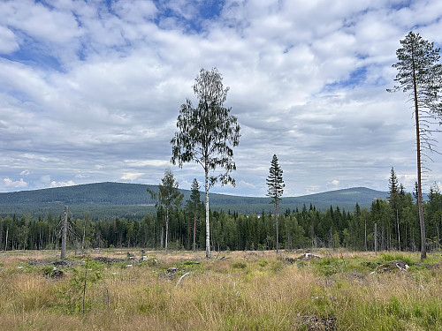 Utsikt tilbake mot Vestsjøberget og Ryskåsen fra veien innover mot Fønsberget