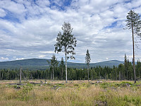 ØyvindBergkvam_20241031_6723d74e7230a.jpg