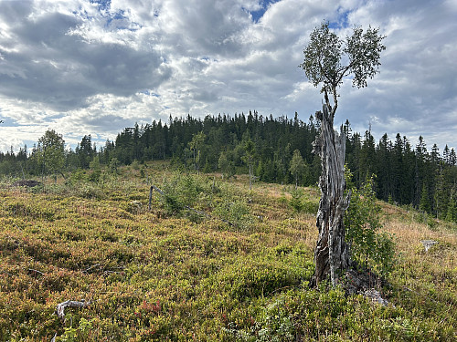 Her har jeg kommet opp på åsryggen og ser bort til fortoppen til Fønsberget