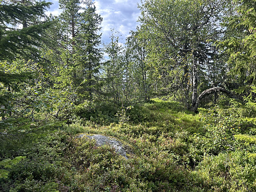 Toppunktet til Fønsberget