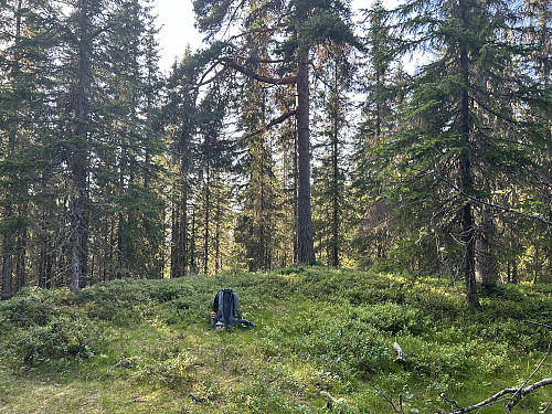Fallgnollen, turens andre mål i boks:)