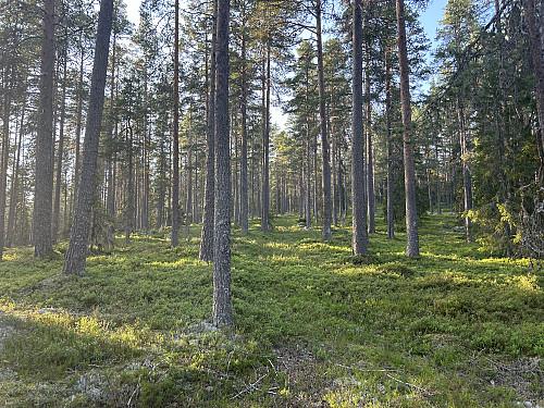 På vei oppover mot vestsjøberget