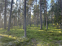 ØyvindBergkvam_20241031_6723d75aac673.jpg