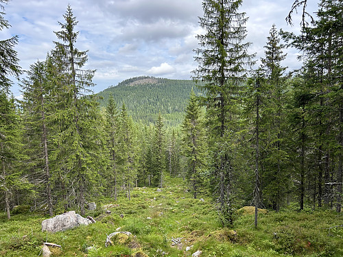 Utsikt mot Trollsberget fra stigningen opp mot Svartåsen