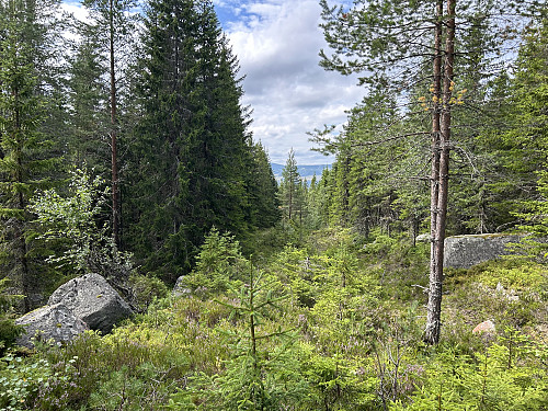 Skogsveien i sørsiden av Trollsberget er ganske gjengrodd