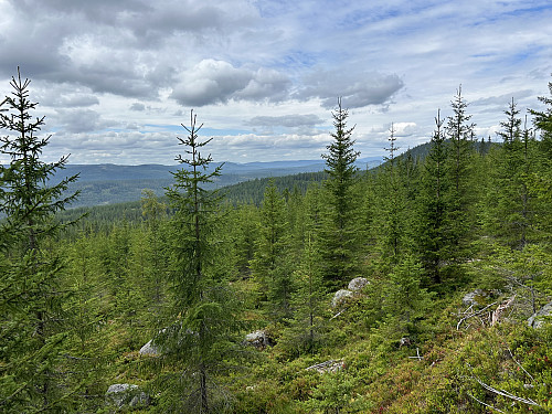Opp til ryggen var det ganske uryddig og tett skogsterreng. Svartåsen ses til høyre bak i bildet.