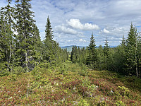 ØyvindBergkvam_20241104_6728d8962bba4.jpg