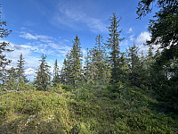 ØyvindBergkvam_20241104_6728e1664ded5.jpg