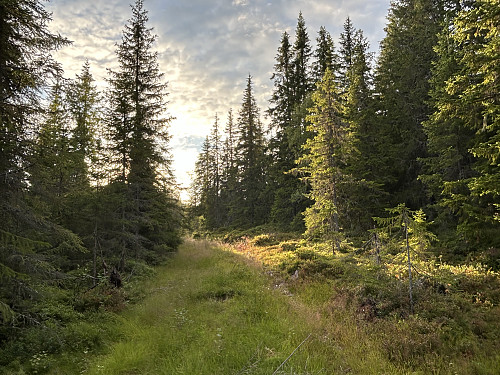 Langs gjengrodd traktorvei tilbake mot sykkelen.
