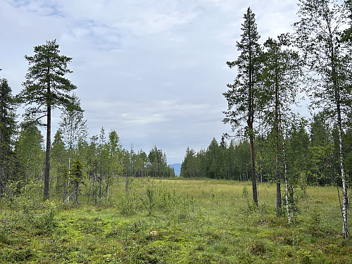 Myrområde like sør for riksrøys 121 A 