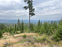 ØyvindBergkvam_20241104_6728e90342be0.jpg