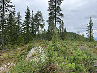ØyvindBergkvam_20241104_6728e91e93881.jpg