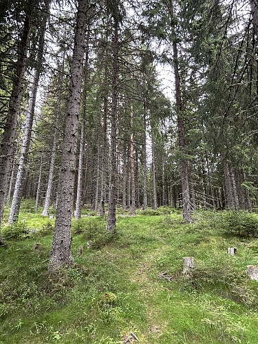 Tett skog uten særlig variasjon eller sikt, men likevel lett å ta seg frem.