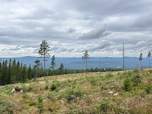 Utsikt vestover fra hogstfeltet oppunder toppen