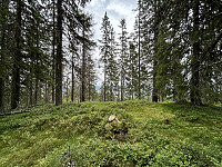 ØyvindBergkvam_20241106_672b56e9bbd7c.jpg