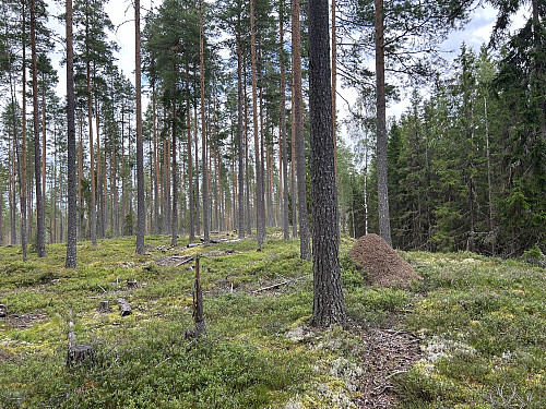 Haraåsen har ingen toppunkt som er markert, men er en relativt åpen kolle uten utsikt i noen retninger
