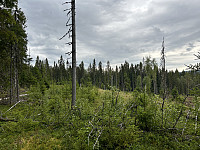 ØyvindBergkvam_20241106_672b7fa234e46.jpg