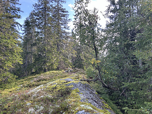 Hakaskallen i Elverum/Våler