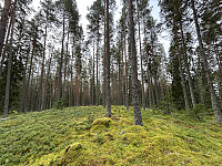 ØyvindBergkvam_20241106_672ba33f38f9e.jpg