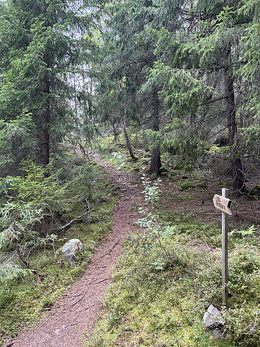 Stien opp mot Brattåsen fra sør