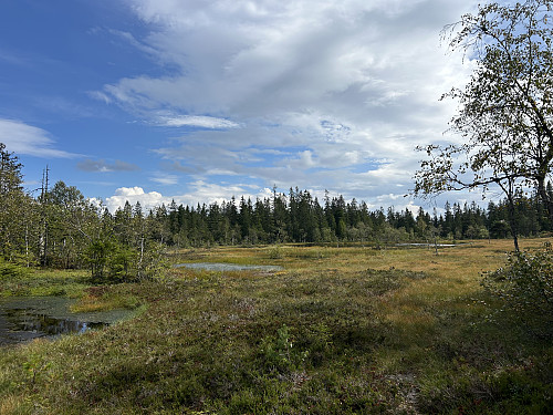 Ved myrene oppe på platået kom jeg inn på den rødmerkede skiløypa