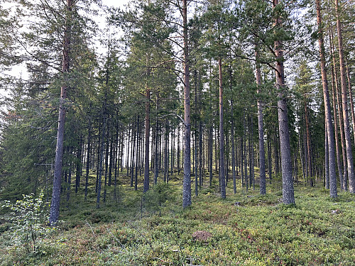 Toppen sett fra traktorveien