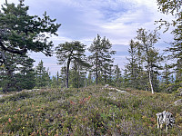 ØyvindBergkvam_20241108_672e1efc887d0.jpg