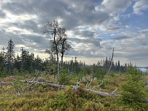 Toppen av Smalberget er her et sted...