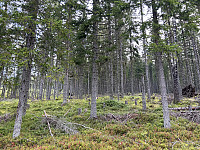 ØyvindBergkvam_20241108_672e2ac3b98a9.jpg