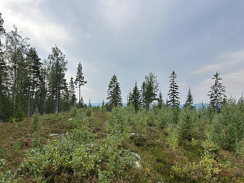 Høgsjøberget i Åsnes