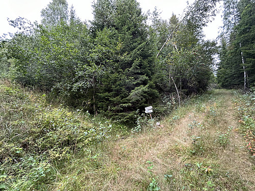 Her går stien mot Juvbergshetta av. Etter et lite stykke ble den helt borte for meg
