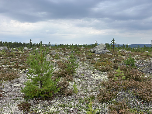 Fint terreng å gå i mesteparten av ruta mot riksrøys 100.