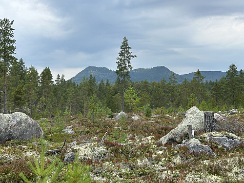 Juvberget ruver godt i terrenget i nord