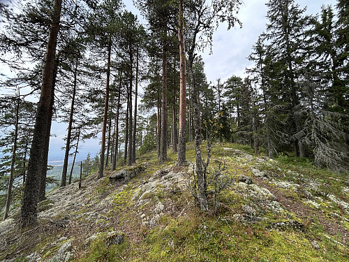 På vei oppover ryggen retning Rogberget. Utsiktspunkt til venstre i bildet