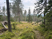 ØyvindBergkvam_20241113_673479a29d808.jpg