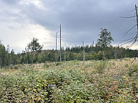 ØyvindBergkvam_20241113_673479b0a1153.jpg