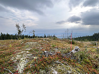 ØyvindBergkvam_20241113_673479b3e2b96.jpg