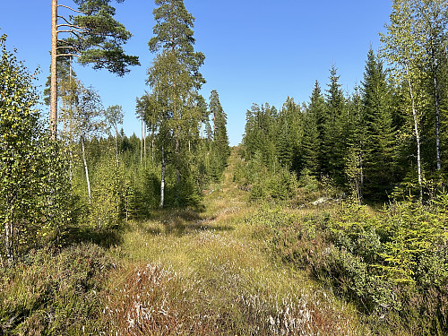 Riksrøys 65 A
