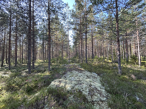 Smällsåsen i Sverige