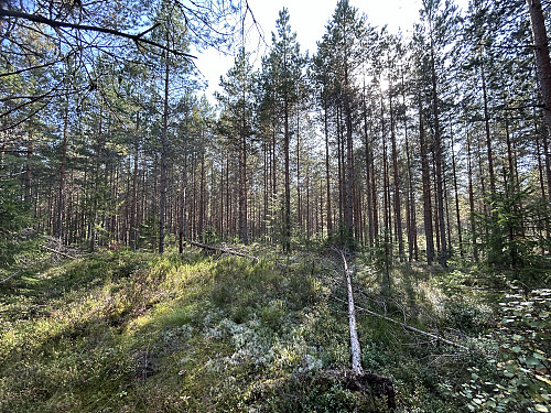 Smällsåsen er nok for min del årets mest stusselige topp!